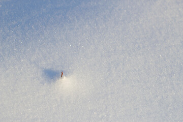 deep snow with little tree 