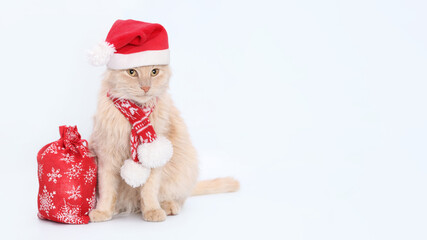 Close-up portrait of a cute ginger cat. Studio portrait of a red cat wearing Santa Claus xmas red cap on a blue background. Copy space. Christmas cat. Kitten with Santa hat. Xmas. Christmas presents. 