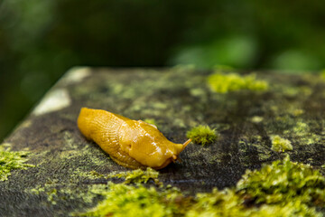 close up shot of a yellow banana slug in a forest