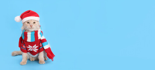 Studio portrait of a red cat against a blue background. Funny Cat wearing warm red sweater, scarf and Santa Claus xmas red cap. Place for text. Beautiful Kitten ready for cold winter. Happy New Year