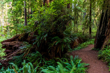 towering massive redwood trees in Redwood National Park and state parks in northern California .