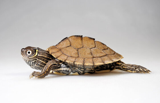 juvenile Mississippi map turtle // junge Mississippi-H&ouml;ckerschildkr&ouml;te (Graptemys pseudogeographica kohnii)