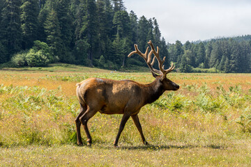 Roosevelt elk meandering on the meadows of Redwood Forest national park in Northern California 