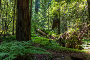 massive and towering redwood trees in the Avenue of the Giants in northern California