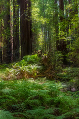 massive and towering redwood trees in the Avenue of the Giants in northern California