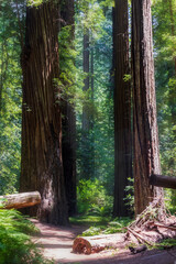 massive and towering redwood trees in the Avenue of the Giants in northern California