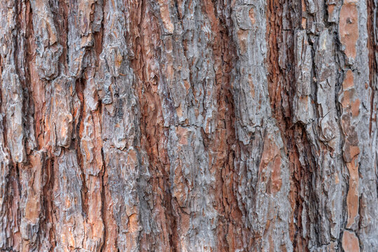 Pine bark. Background texture of pine tree bark. Medicinal plant.