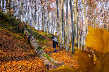 Beautiful autumn landscape with yellow trees and mountain trail
