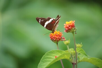 butterfly on flower