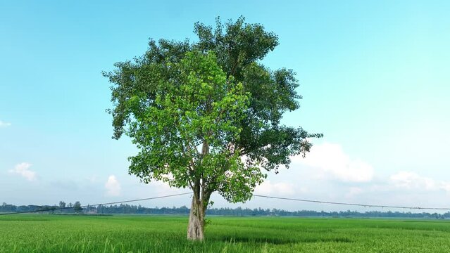 Green rice field and tree with clouds background, green concept.