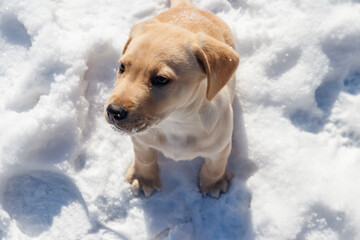 Small cute labrador retriever puppy dog in white snow