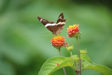 butterfly on flower in garden 