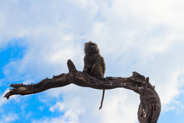 Olive baboon (Papio anubis), also called the Anubis baboon, sitting on a dried tree in Serengeti National Park in Tanzania