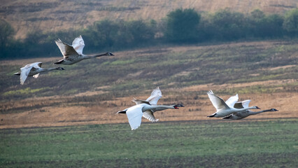 Swans flying over the field in couples