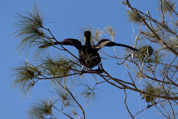 Cormorants adorn the tree, an imposing portrait of wildlife in perfect harmony.