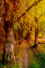 autumnal landscape in bright colors