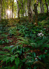 forest in autumn with ferns and sunstar