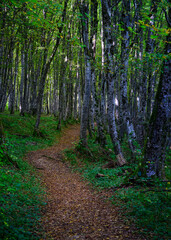 footpath in the birch forest in croatia at plitvice lakes