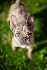 Fototapeta premium A closeup portrait of a small French bulldog with different colored eyes. A dog with blue and brown eyes