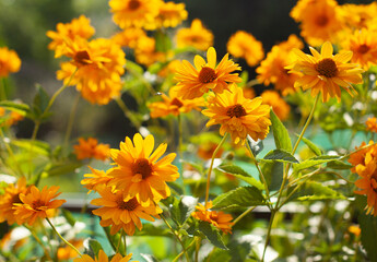 Closeup of an orange and yellow wild flowers. Colorful floral bush in the summer garden