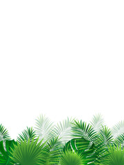 rainforest vertical border frame. Tropical vector illustration with beautiful tropic plants. Coconut palms leaves on a white background. good choice for summer, travel designs, posters and wallpaper