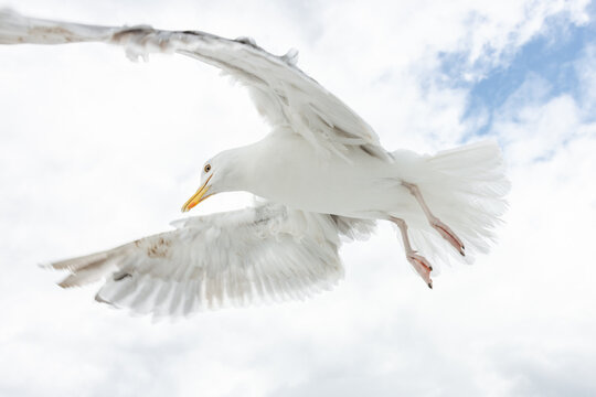 Seagull spreading its wings and flying in the air close-up in Oslo, Norway