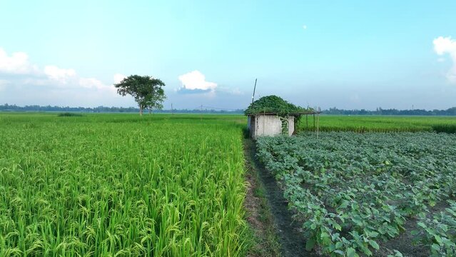 Farm house in the middle of a field. Abandoned house in agriculture field