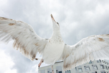 Seagull spreading its wings and flying in the air close-up in Oslo, Norway