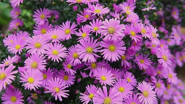 A bright purple flower on a flower bed. Rose petals. A close-up shot of small chrysanthemums.