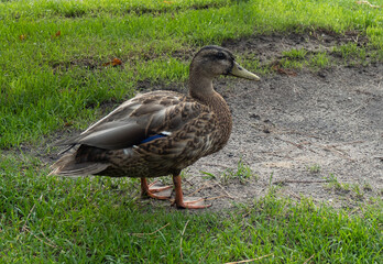 A duck in the park
