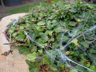 Thick spider web on the bushes
