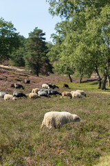 Sheep and goats grazing on heather fields on the outskirt of Hamburg, Germany