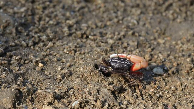 Close up Fiddler crab in mangrove forest 