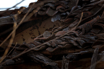 Little owl is resting in old village. Small owl in Rhodope mountains. Rare brown owl in Bulgaria . Ornithology during winter time. 