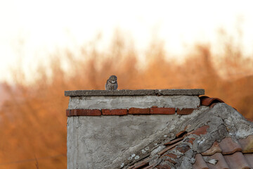Little owl is resting in old village. Small owl in Rhodope mountains. Rare brown owl in Bulgaria . Ornithology during winter time. 