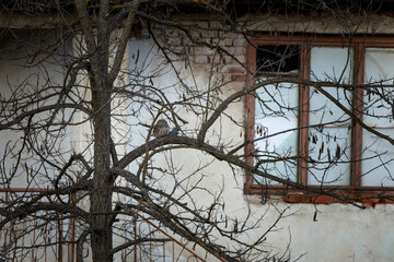 Little owl is resting in old village. Small owl in Rhodope mountains. Rare brown owl in Bulgaria . Ornithology during winter time. 