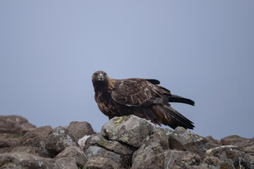 Golden eagle in Rhodope mountains. Eagle on the top of Bulgaria mountains. Ornithology during winter time. 