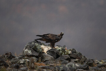 Golden eagle in Rhodope mountains. Eagle on the top of Bulgaria mountains. Ornithology during winter time. 