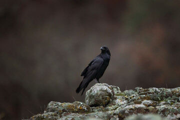Fototapeta premium Common raven in Rhodope mountains. Flock of raven on the rock. Ornithology in Bulgaria mountains. Black birds in europe nature. 
