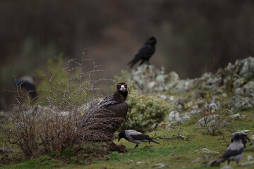 Reintroducing cinereous vulture in Rhodope mountains. Black vulture on the top of Bulgaria mountains. Ornithology during winter time. 