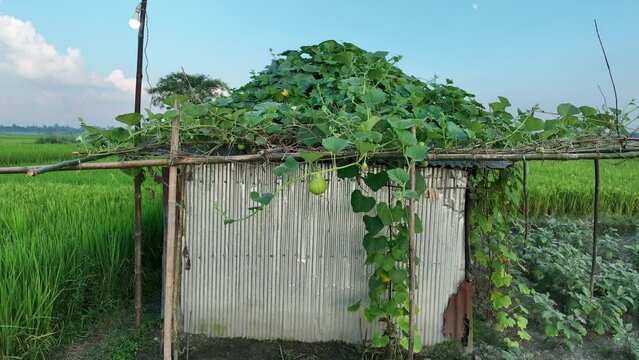 Farm house in the middle of a field. Abandoned house in agriculture field