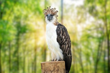 The Philippine eagle (Pithecophaga jefferyi) is one of the most endangered bird species in the...