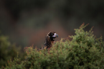 Reintroducing cinereous vulture in Rhodope mountains. Black vulture on the top of Bulgaria mountains. Ornithology during winter time. 