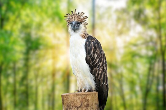 The Philippine eagle (Pithecophaga jefferyi) is one of the most endangered bird species in the world.Philippine eagle (Pithecophaga jefferyi) (Monkey-eating eagle), Davao, Mindanao, Philippines,  Asia