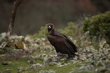 Reintroducing cinereous vulture in Rhodope mountains. Black vulture on the top of Bulgaria mountains. Ornithology during winter time. 