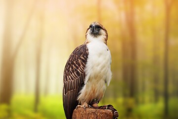 The Philippine eagle (Pithecophaga jefferyi) is one of the most endangered bird species in the...