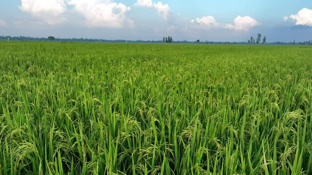 Aerial view of Agriculture field. Green paddy/ rice field in Bangladesh. 4k high quality