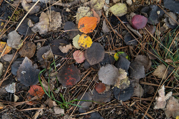 Change of colors of elm leaves in autumn (Albarracín Spain)
