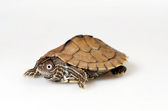 juvenile Mississippi map turtle // junge Mississippi-Höckerschildkröte (Graptemys pseudogeographica kohnii)