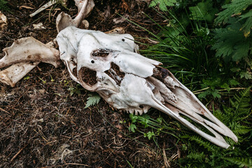 Skull of a moose on the ground in Norway